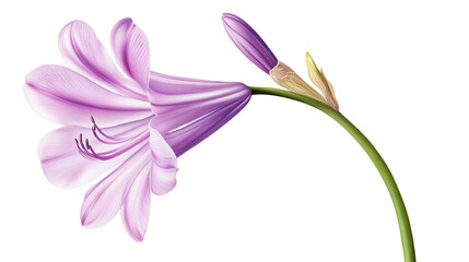 Delicate purple flower with a single bud, isolated on a white background, showcasing nature's beauty and elegance.