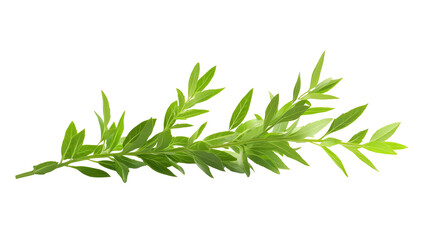 Fototapeta premium Fresh green branch with lush leaves, ideal for nature-themed designs.