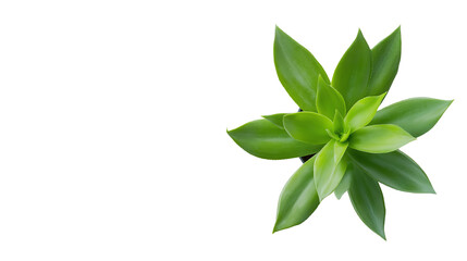 Obraz premium Green succulent plant with vibrant leaves, isolated on white background.