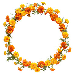 Obraz premium blooming marigold garland circular isolated on pure white background 