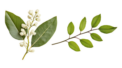 Fototapeta premium Two distinct green branches with white flowers, isolated on a white background, ideal for floral design or botanical studies.