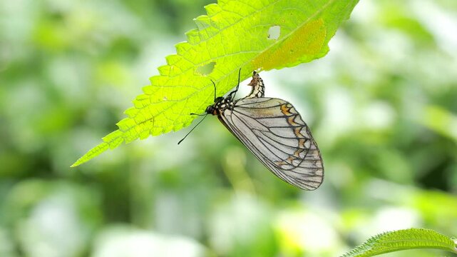 Yellow Coster Butterfly laying Eggs on nature background in Thailand and Southeast-Asia.