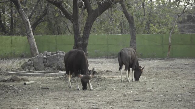Two Indian bison or Gaur standing inside zoo, Kevadia, Gujarat.