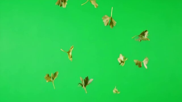 Close-up of fresh green parsley leaves gently falling against a bright green screen, ideal for food and cooking videos.
