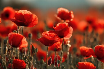 Fototapeta premium Bright red poppies grow in a vast field as the sun sets, casting warm light. The flowers sway gently in the breeze, showing their beauty and fullness in the soft evening glow