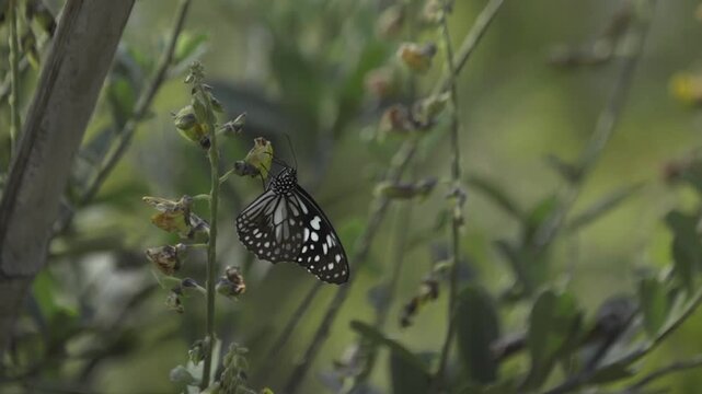 Butterflies flying around flower trees. Butterfly garden in Gujrat.