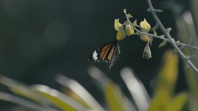 Butterflies flying around flower trees. Butterfly garden in Gujrat.
