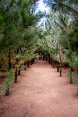 Naklejka premium Scenic Pine Tree Forest Path Creating Natural Green Tunnel