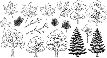 Fototapeta premium Black and white sketch of assorted trees and leaves, including maple, oak, and pine