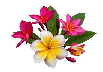 Fototapeta premium Vibrant plumeria flowers with green leaves isolated on transparent background