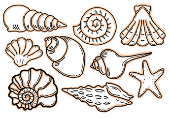 Seashell and starfish vector collection with hand drawn line art style. Set of various marine shells and sea snail doodle isolated on white © Wahib