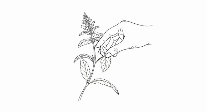 Hand plucking leaves from a tall flowering plant in a line drawing