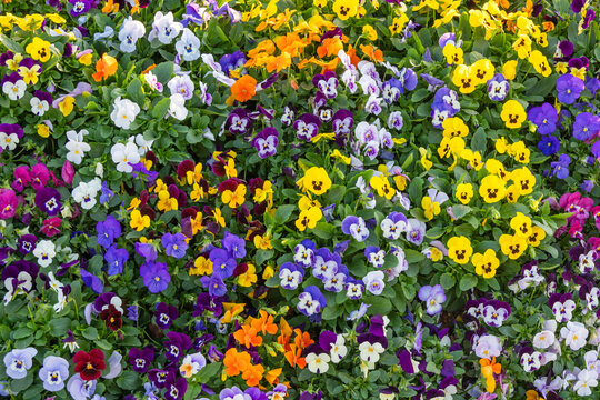 A sea of colorful pansies blooms in spring