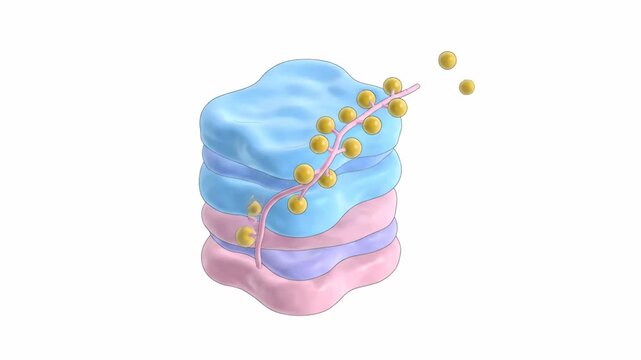This 3D animation shows the Golgi apparatus releasing vesicles, a key step in cellular secretion and transport.