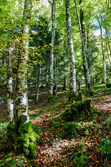 Obraz premium Autumn view of the Irati Forest, Selva de Irati in the Spanish province of Navarre in Spain