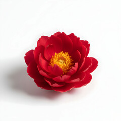 Vibrant red flower and a golden center placed prominently