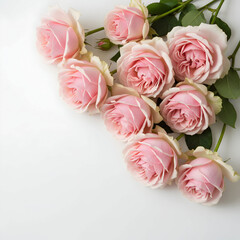 freshly iceberg roses on white background