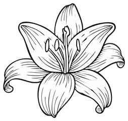 Obraz premium Elegant Hand Drawn Lily Flower Outline Vector Illustration for Design and Decoration