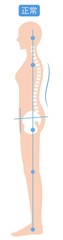正しい姿勢の女性　背骨と骨盤