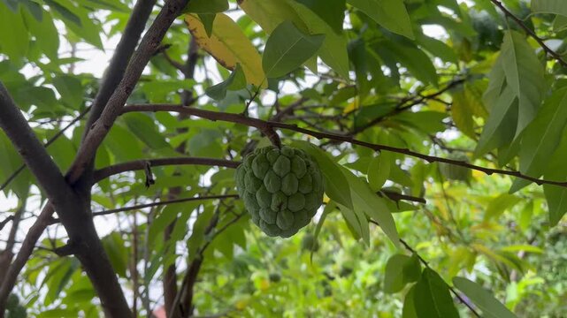 Fresh green sugar apple fruit hanging on a leafy tree branch