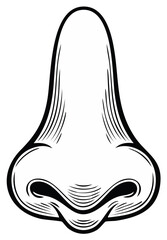 Fototapeta premium Detailed illustration of a human nose, with crosshatch shading, isolated.