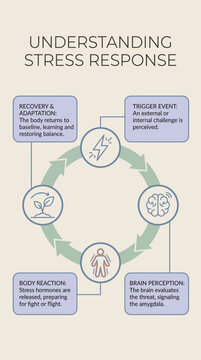 Understanding Stress Response Explained (Simplified Diagram), infographic