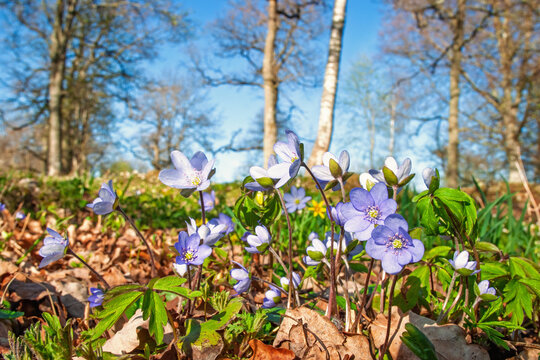 Close up of blue Liverwort wildflowers blooming in a sunny spring forest