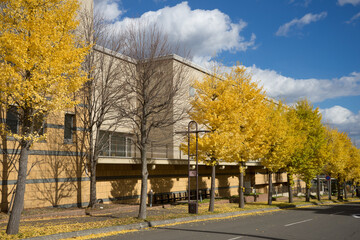 秋のイチョウが色づいた並木道