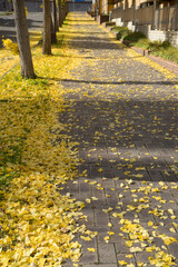 秋のイチョウが色づいた並木道