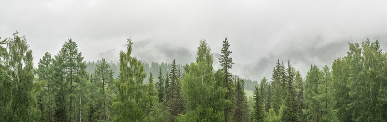 Obraz premium Mountain taiga, coniferous forest, morning fog, panoramic view