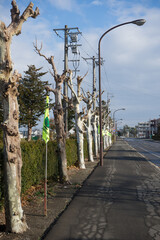 田舎の濡れた並木道