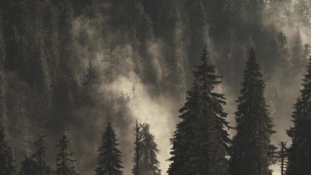Foggy morning in the forest with rays of light and mist rising from the trees. Static shot of pine trees in woodland