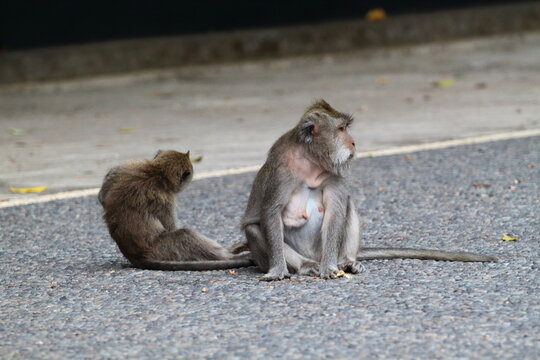 Two long tailed monkeys (Macaca fascicularis). Bali, Indonesia.