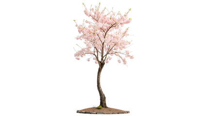 cherry tree sakura blossoming isolated on transparent background cut out © AAAstock2025