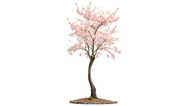 cherry tree sakura blossoming isolated on transparent background cut out