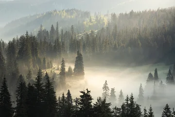 Sierkussen Mistig bos Foggy morning in the forest with mist lighten up by sun rays. Fairy tale woodland  © bonciutoma
