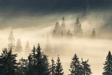 Foto auf Acrylglas Wald im Nebel Misty morning in woodland. Foggy forest with sun light glowing in the mist  © bonciutoma