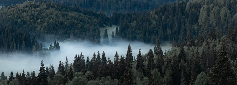 Panorama of foggy forest in the morning. Mist rising from the pines. Dark moody landscape