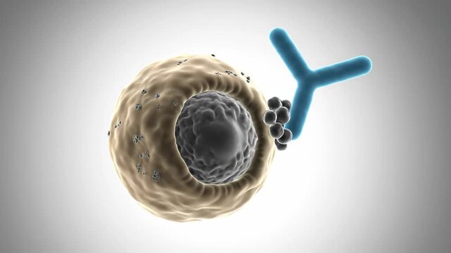 Visualizing an antibody binding to a cell surface and its internalization, a key process in immunology and cellular defense mechanisms.