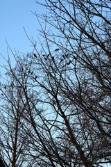 Fototapeta premium Winter Tree Silhouette with Crows and Crescent Moon, Moody Sky