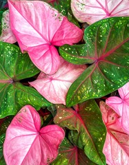 Colorful, textured foliage. Pink, green, and white leaves in a dense arrangement create a lush, natural pattern