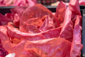 fresh red cabbage leaves closeup background
