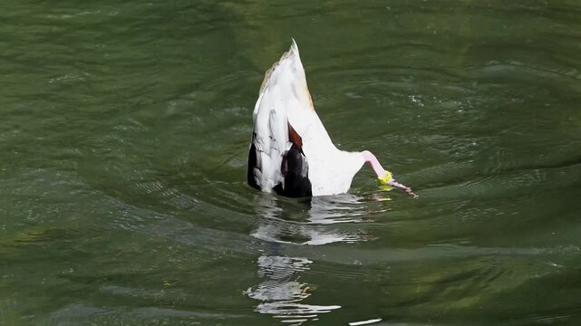 The common goldeneye duck, bucephala clangula is a medium-sized sea duck. The species is named for its golden-yellow eye. 