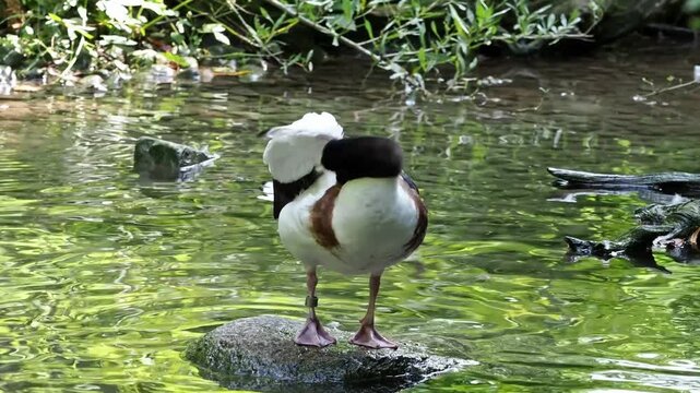 The common goldeneye duck, bucephala clangula is a medium-sized sea duck. The species is named for its golden-yellow eye. 