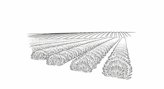 Rows of flowering plants stretch towards a horizon with plowed fields