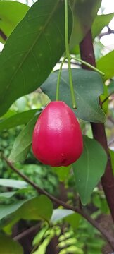 a woman's hand is picking water apple or Syzygium samarangense from its fresh tree. Harvest fresh guava in the garden. 