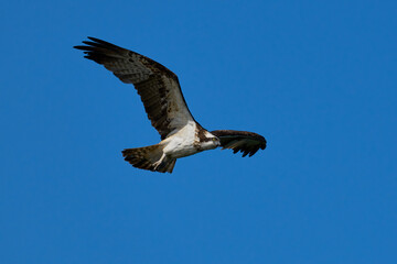 Fototapeta premium Osprey (Pandion haliaetus)