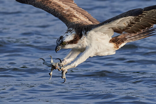 Osprey (Pandion haliaetus)