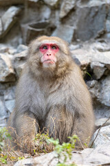 Fototapeta premium Japanese Snow monkey forage for food before going to bathe in the hot spring at Jigokudani Monkey Park on the mountain, Nagano Prefecture, Japan.