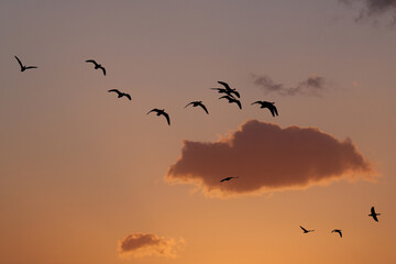 夕焼け空とマガンの群れ